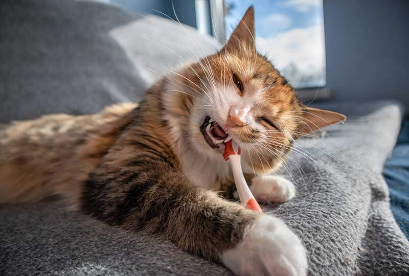 Cat chewing on toothbrush