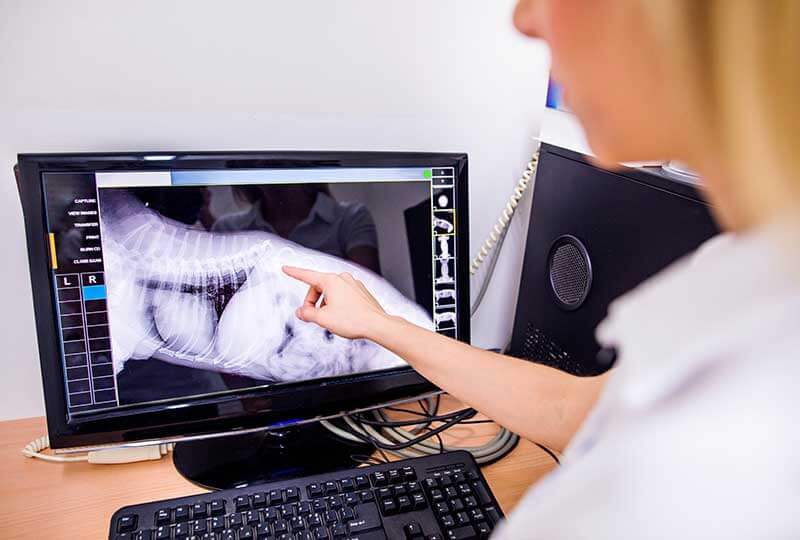 Vet tech looking at X-ray