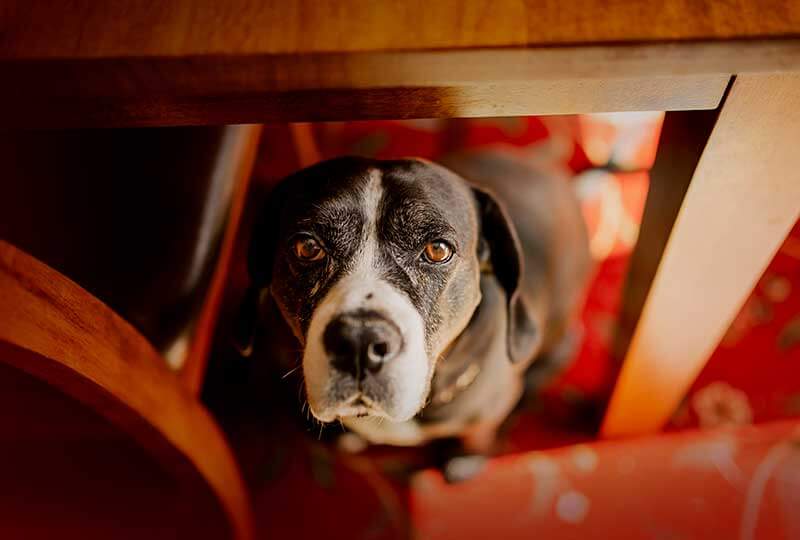An older dog looking upward