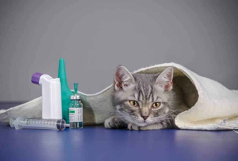 Cat with medications