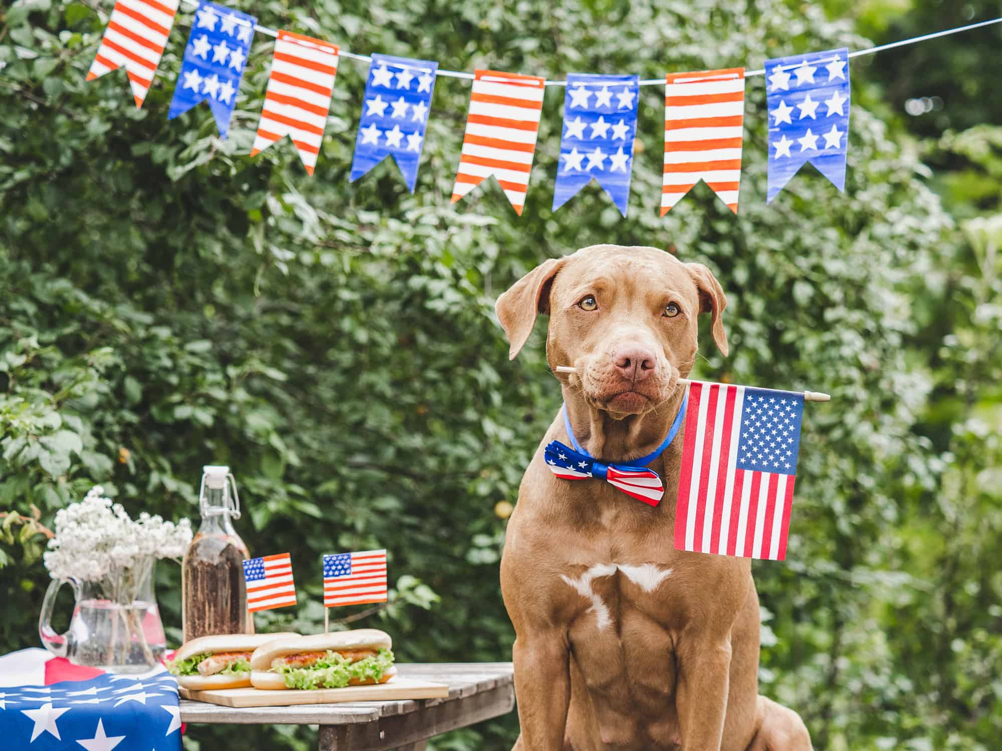 Fourth of July Pet Safety