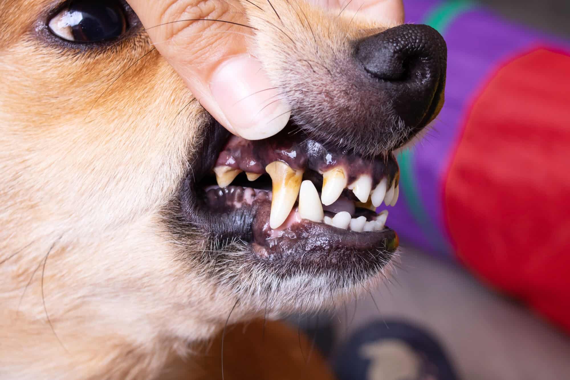 Diagnosing the Stages of Pet Dental Disease
