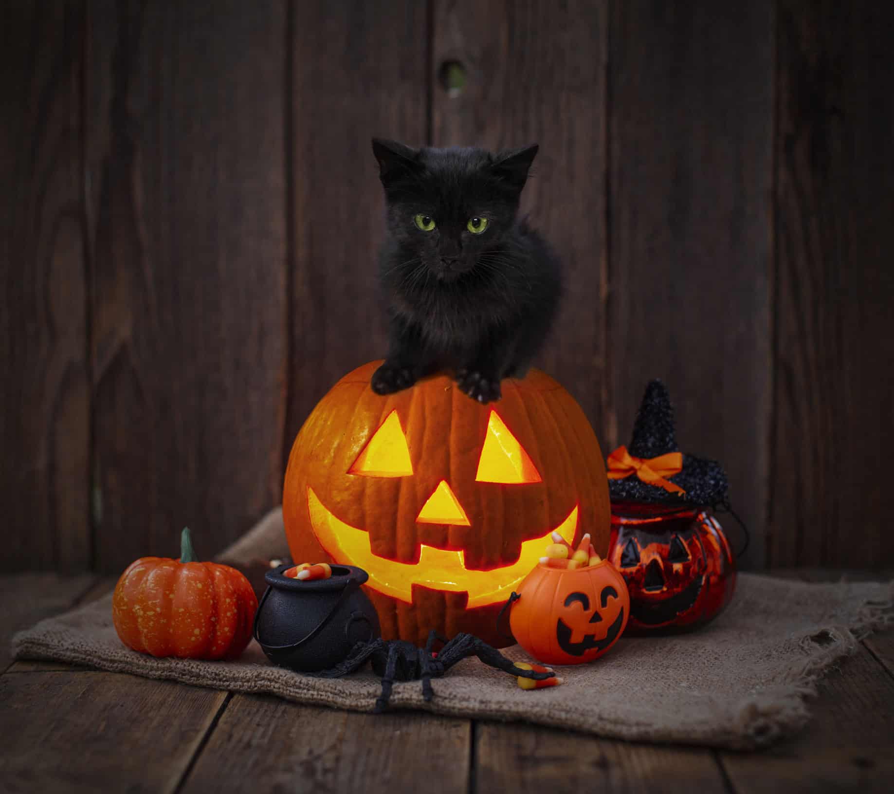 Halloween Pet Safety