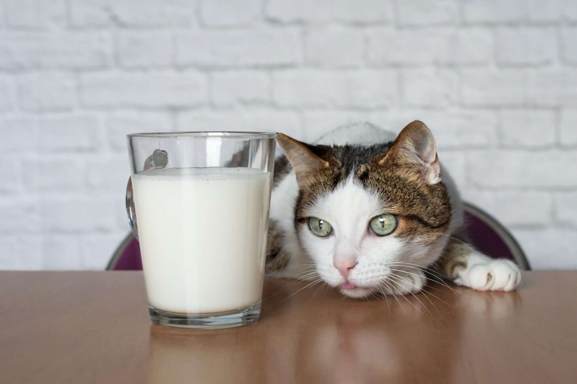 Can Cats Drink Cow's Milk?