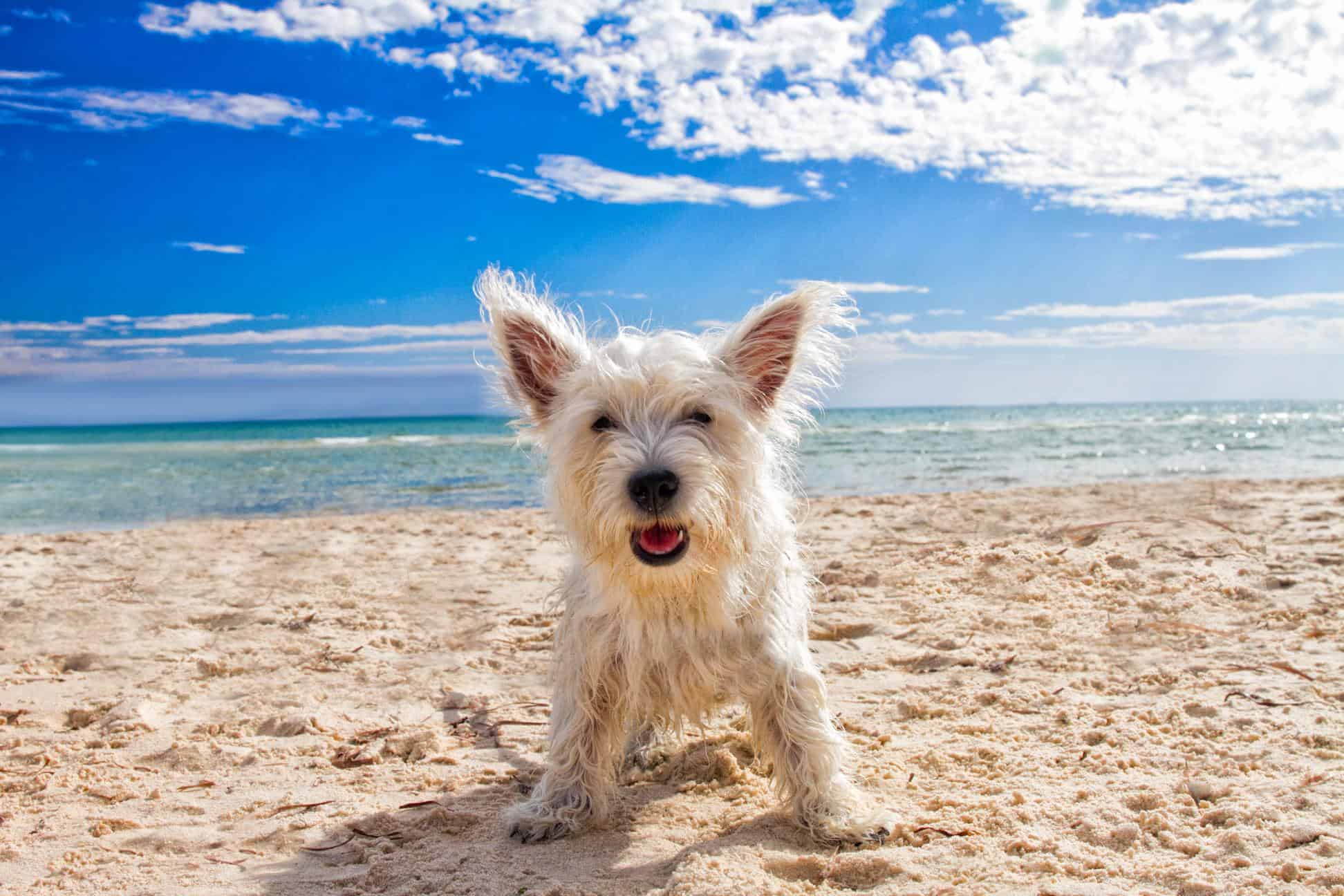 Beach Tips to Keep Your Dog Safe.