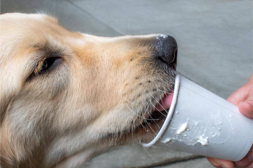 Are Pup Cups Safe for Your Dog?