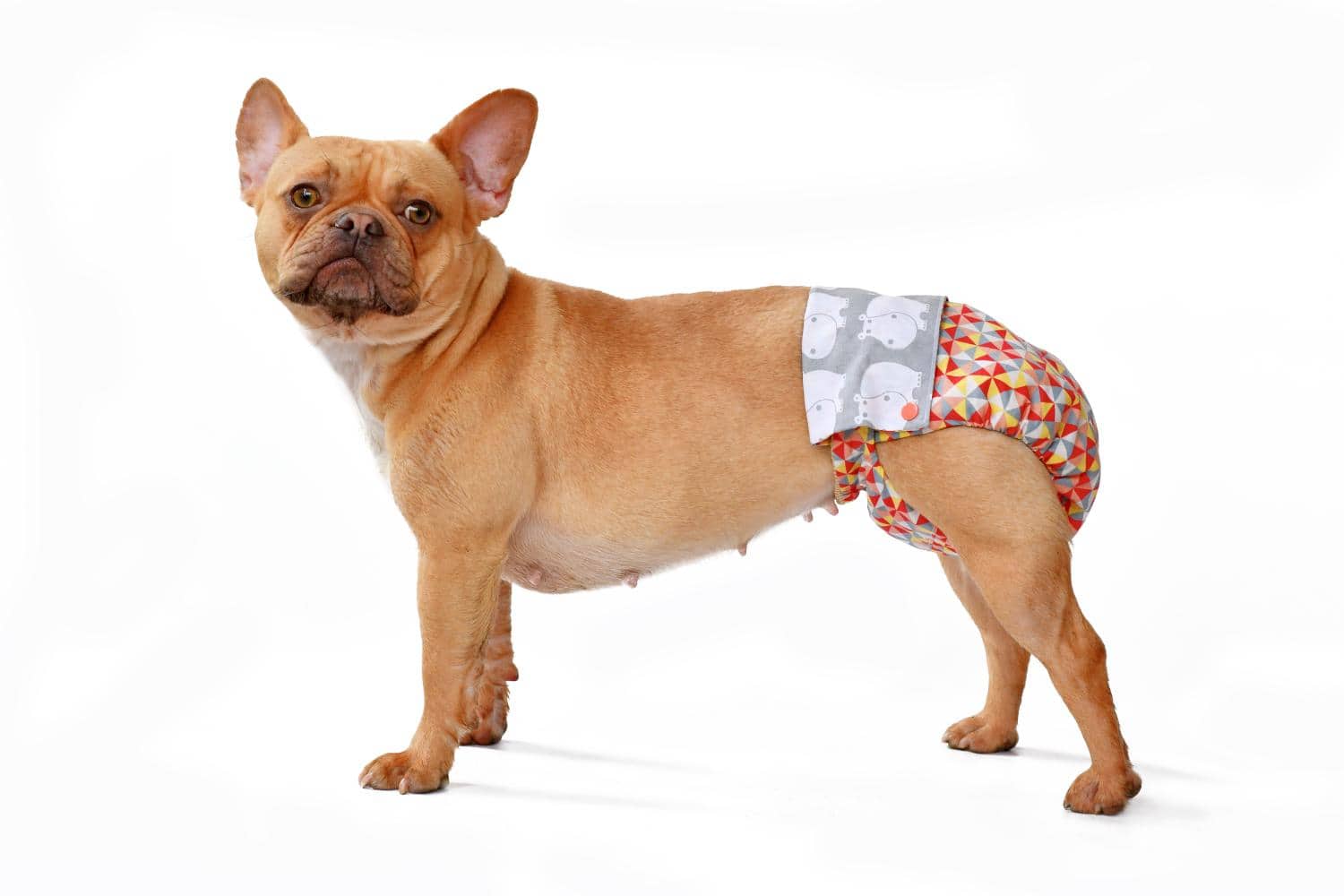 French Bulldog wearing a dog diaper.
