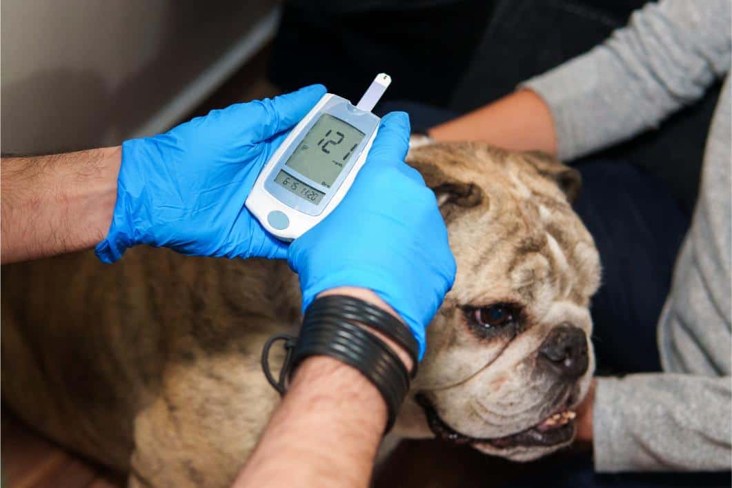 November is National Pet Diabetes Month