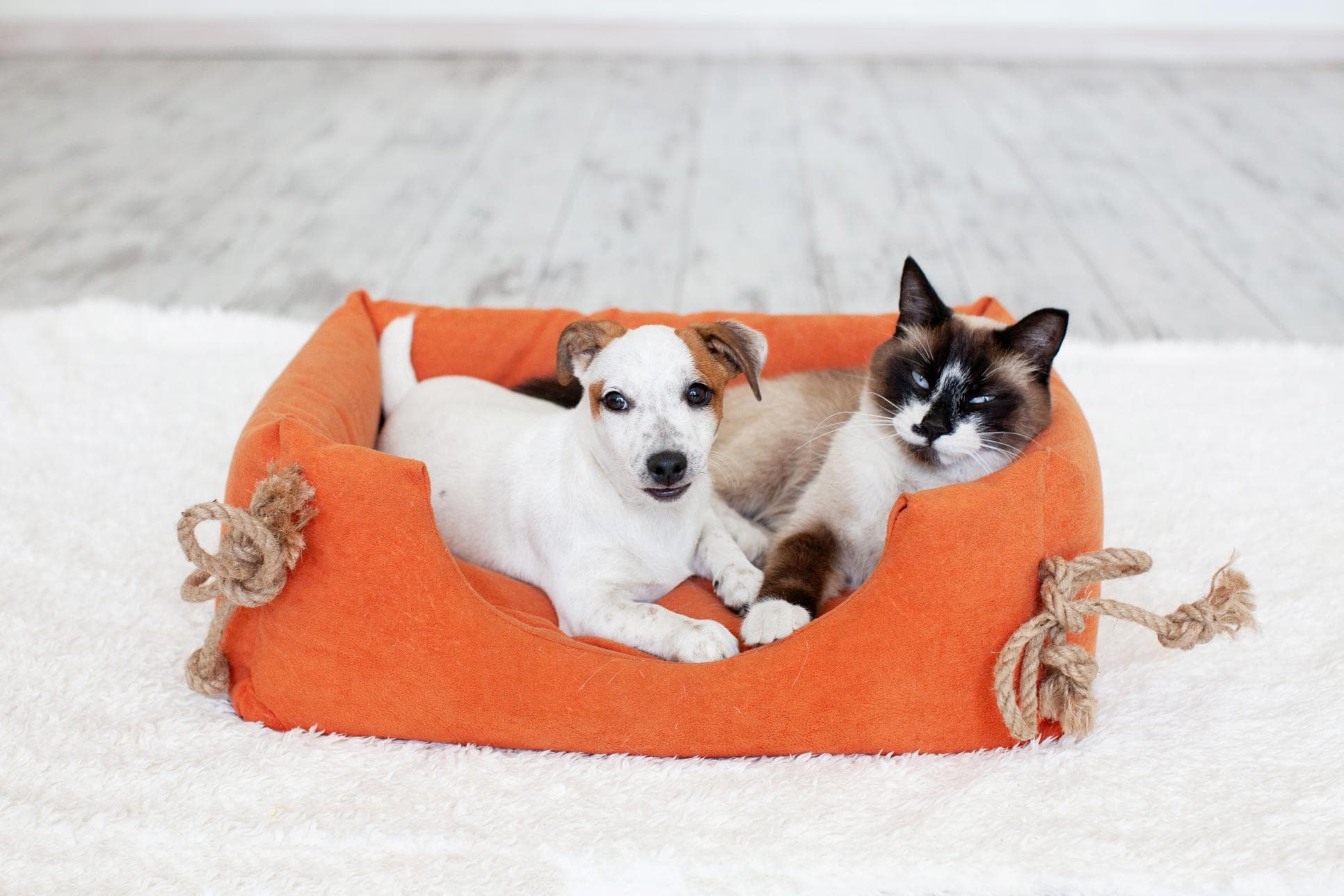 When Was the Last Time You Cleaned Your Pet’s Bed?