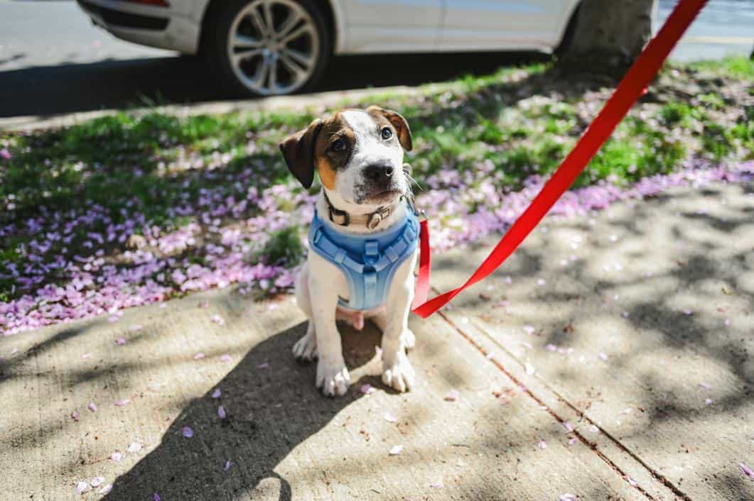 Dogs in Heat: Common Questions, Signs, and What Pet Owners Should Know