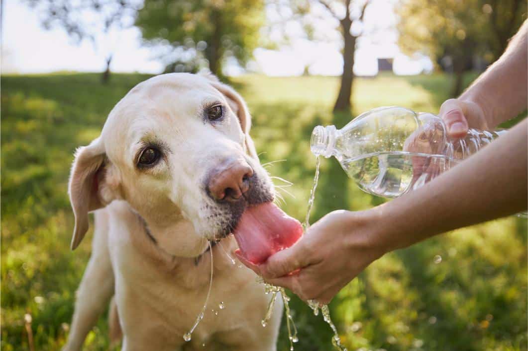 Dog taking a drink of water.