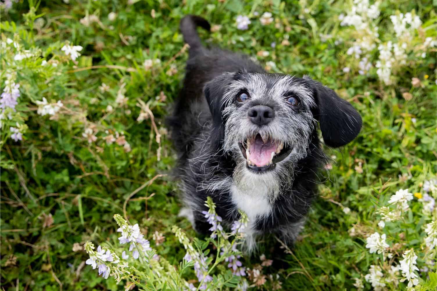 Signs Your Senior Dog May Be in Pain