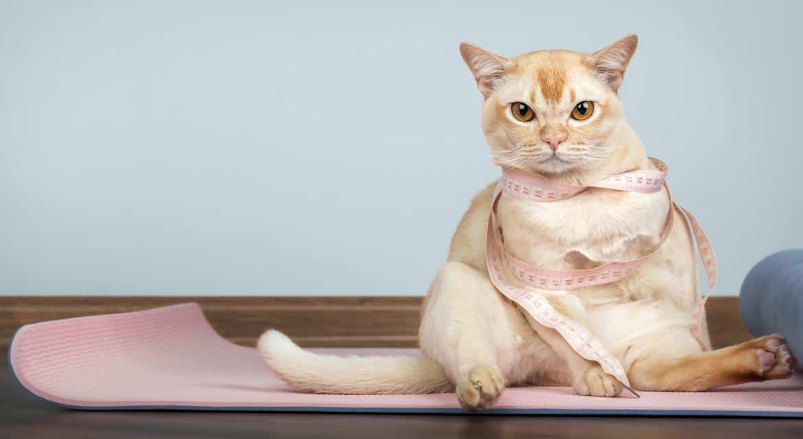 overweight cat on yoga mat.