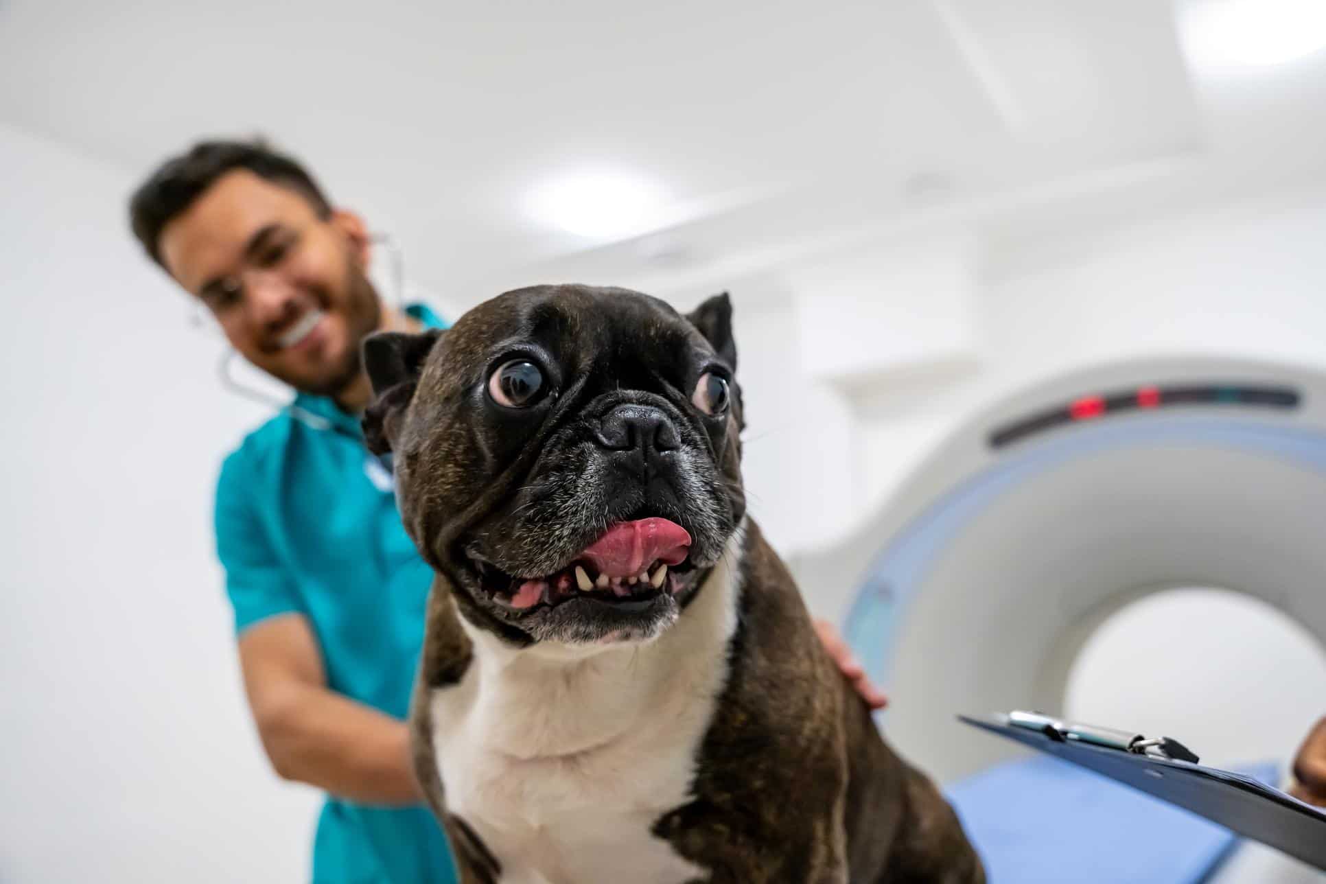 Close-up of a dog during an appointment with a veterinarian.