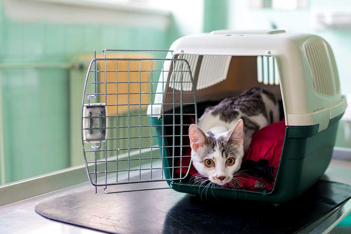 A cat in a carrier A cat in a carrier