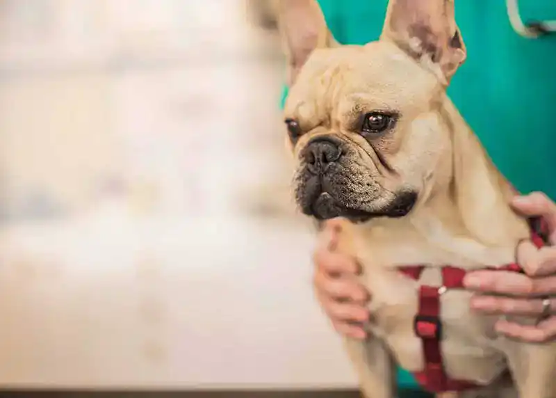 A dog being held on a medical table