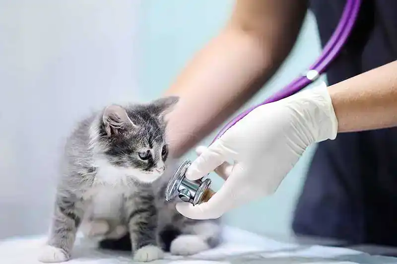 A kitten with a veterinarian